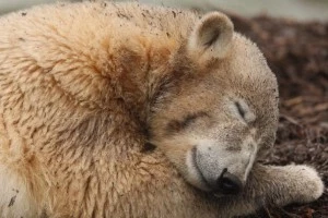Sleeping Bear