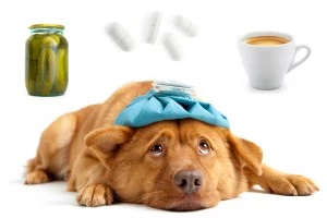 hangover-dog