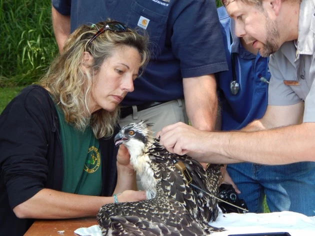 The Michigan DNR's Julie Oakes and USDA Wildlife Services' Brian Washburn outfit an osprey chick with a GPS “backpack” at Kensington Metropark.