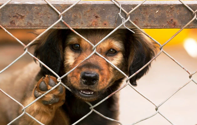 Lonely dog puppy looking behind a fence