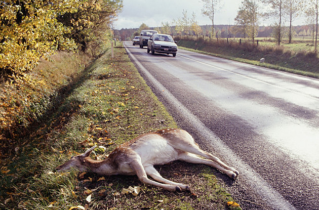 Want to Keep Michigan Road Kill? Know the Law