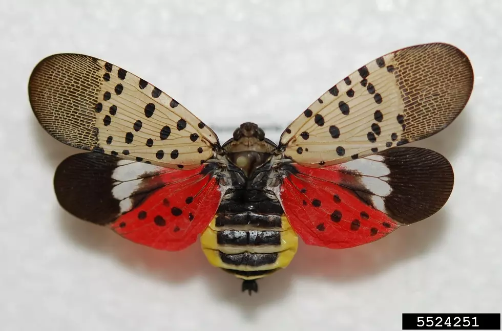 State Asking Michiganders to Be On the Lookout for This Damaging Insect