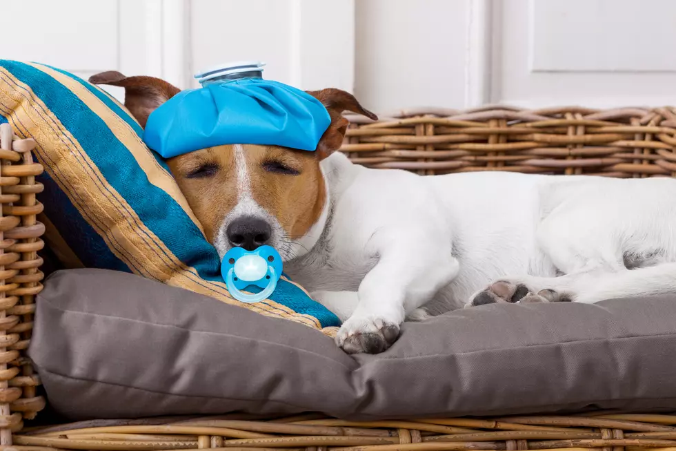 Grand Rapids a Hot Spot for the Flu