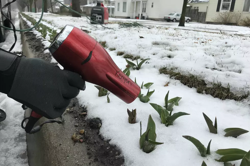 When Are Holland’s Tulips Going to Bloom?