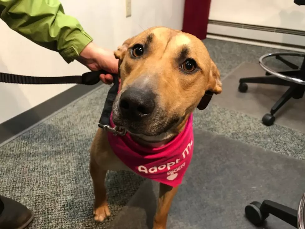 Dorothy is our Pet of the Week on Wet Nose Wednesday