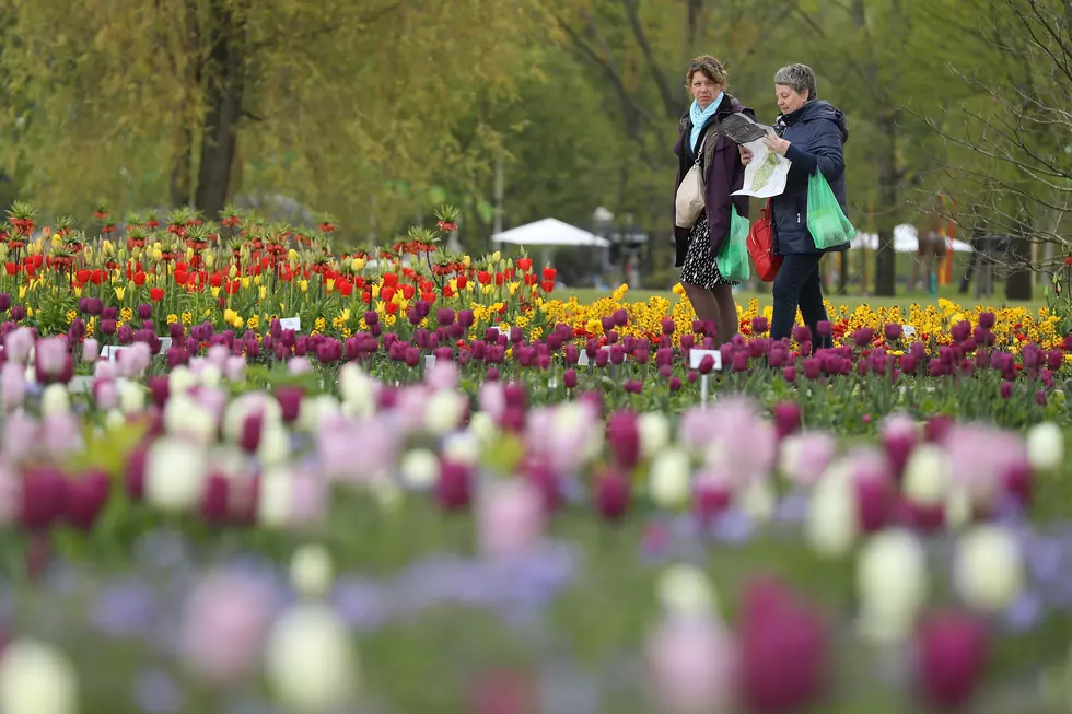 City of Holland Needs Help Planting Tulips for Tulip Time