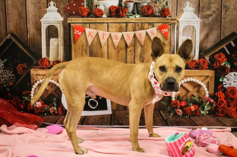 Looking for the Perfect Dog for Your Family? He’s at the Humane Society!