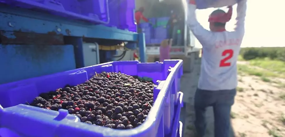 This Delicious Fruit Is Native To One Small Inaccessible Corner of Michigan