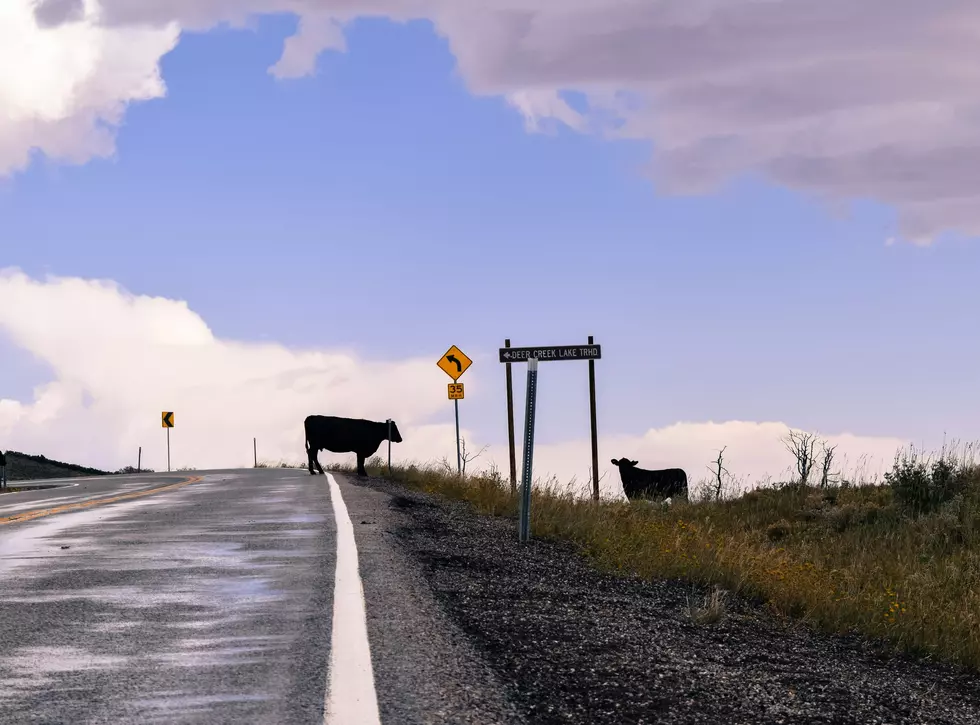 Michigan Once Built A ‘Cow Tunnel’ Under a Busy Highway to Let Animals Cross Safely