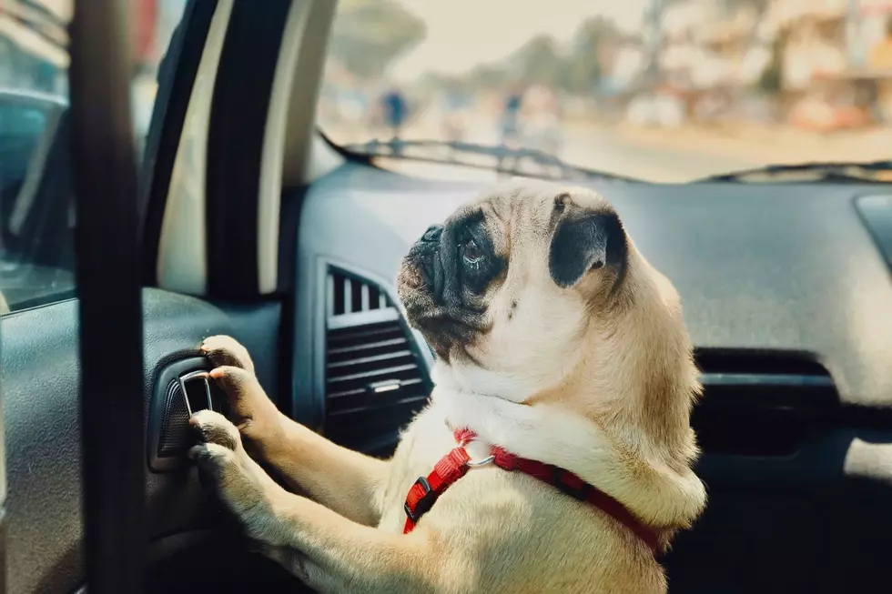 Rescuing A Dog In A Hot Car Could Lead To Legal Trouble