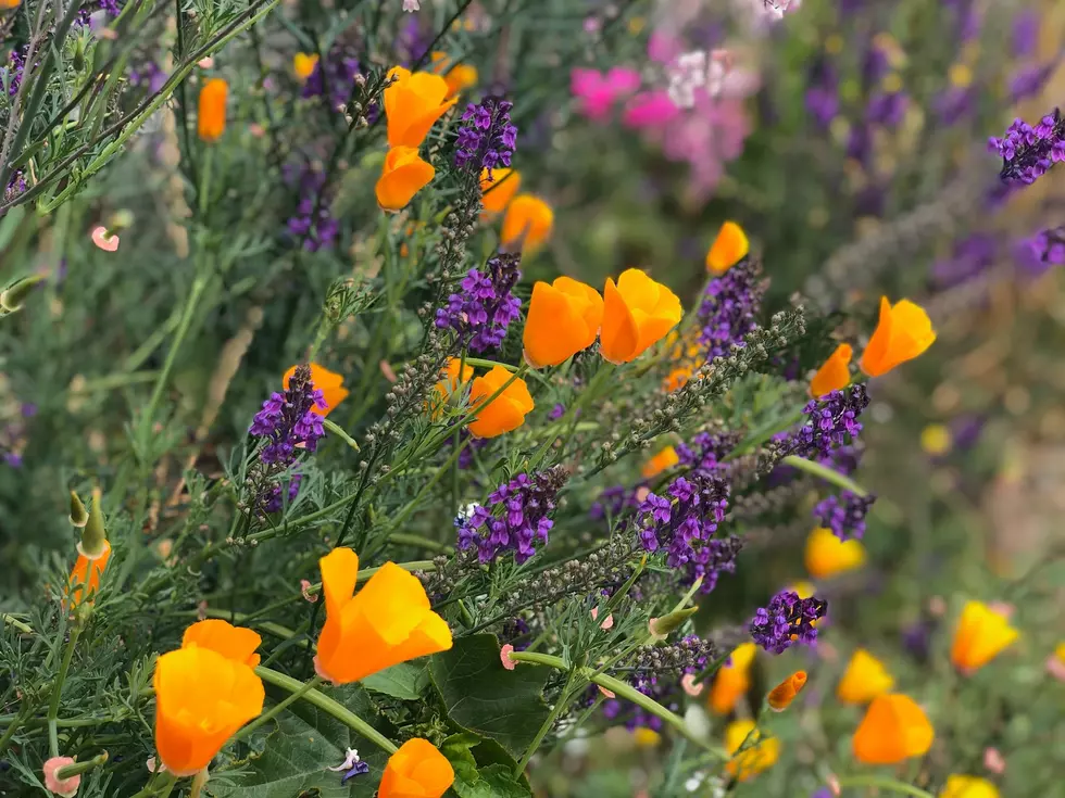 Fall is the Best Time to Plant These Types Flowers in Michigan